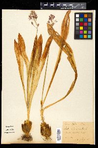 Scilla lilio-hyacinthus image