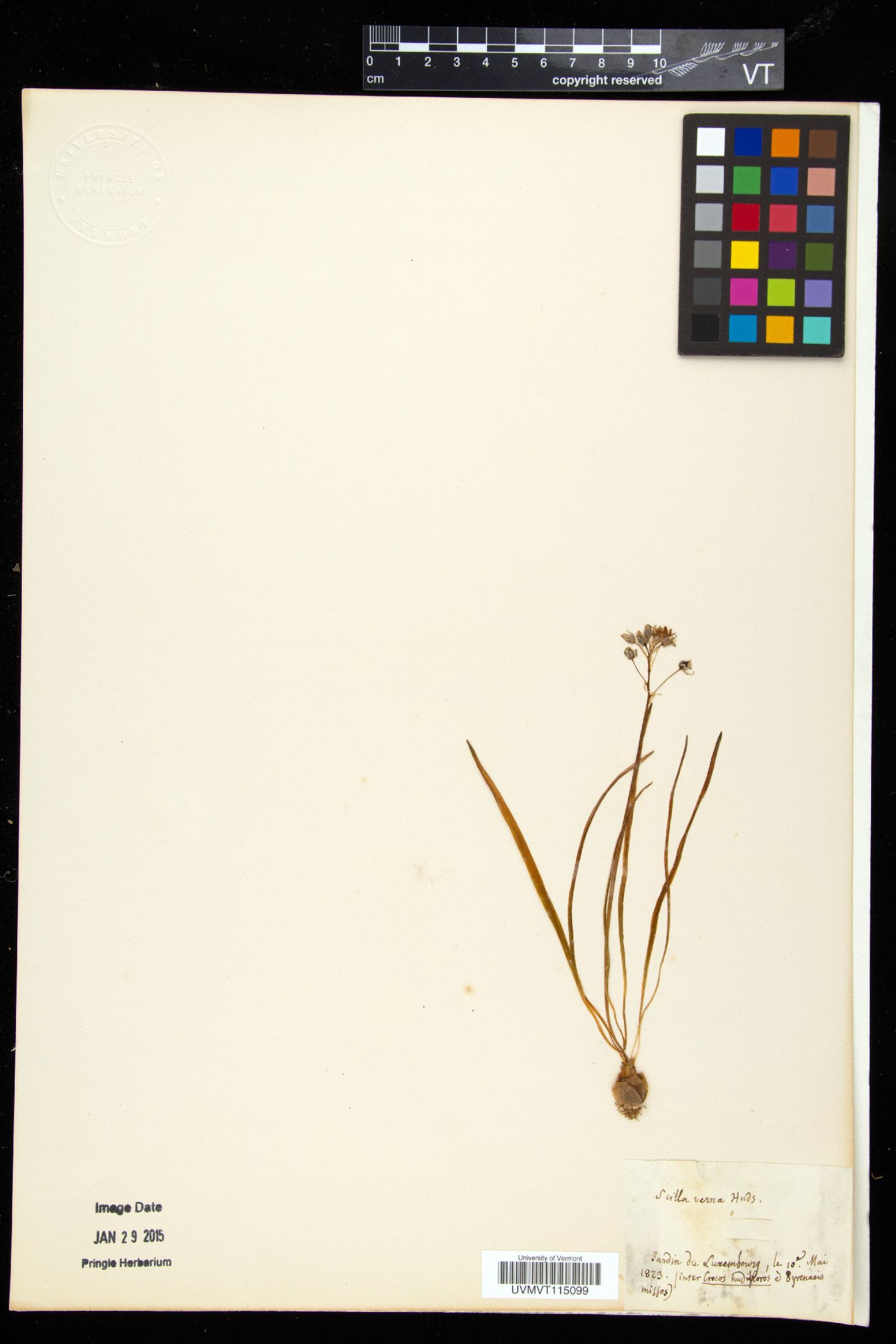 Scilla verna image