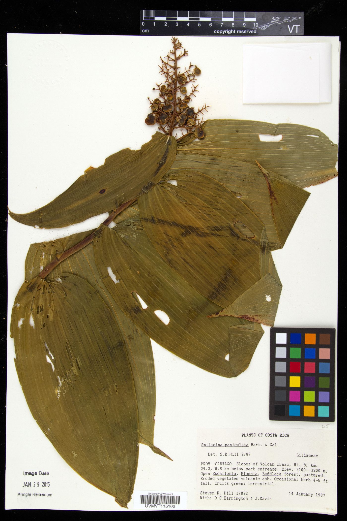 Smilacina paniculata image