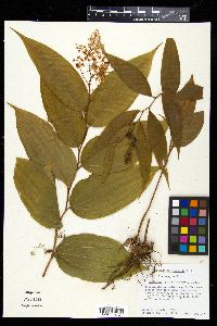 Smilacina paniculata image