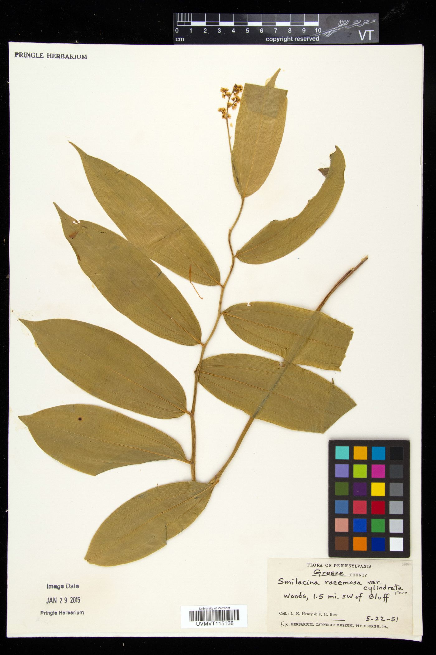 Smilacina image