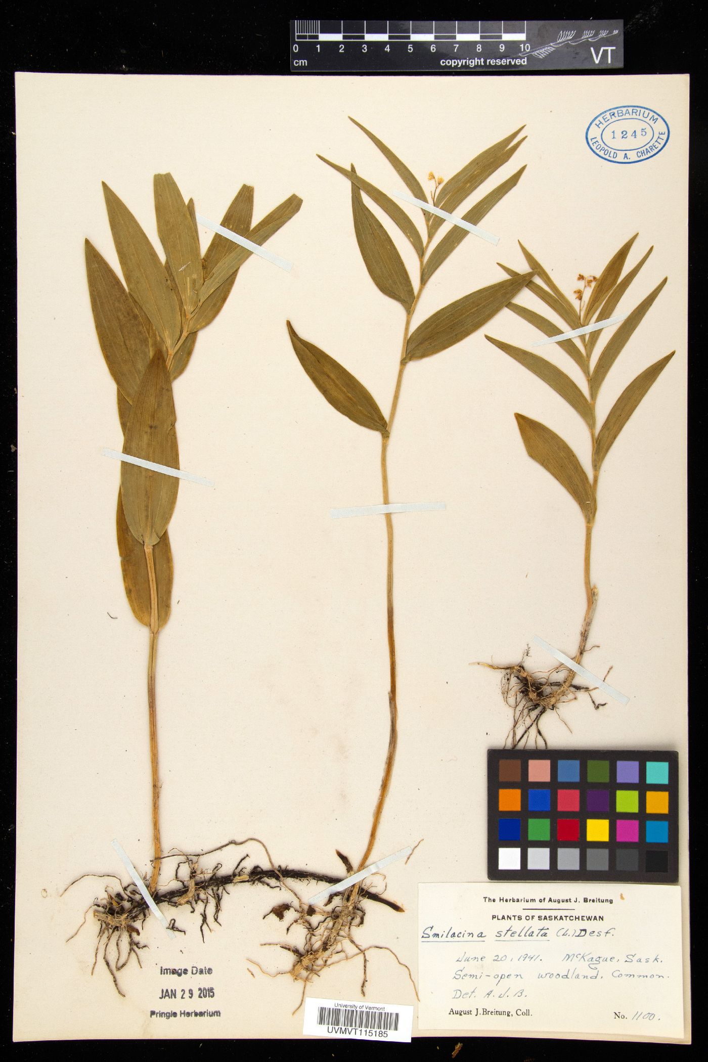 Smilacina image