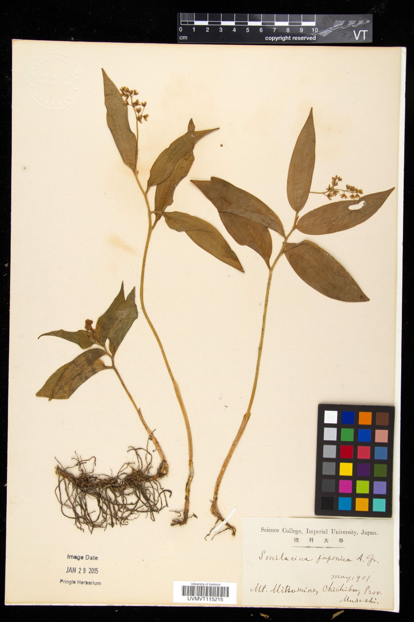 Maianthemum japonicum image