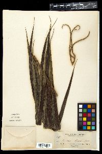 Pinanga philippinensis image