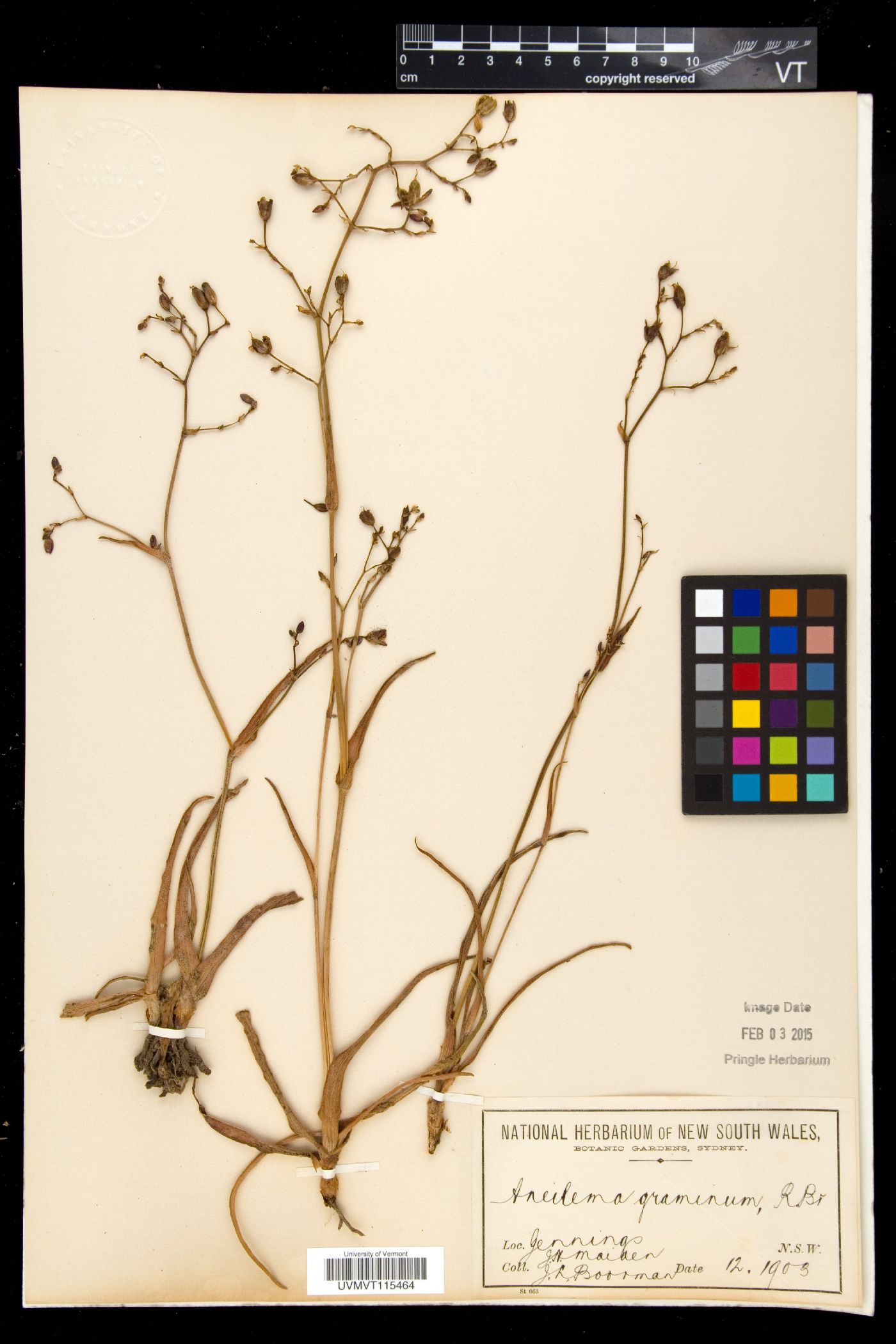 Murdannia graminea image