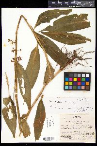 Pollia japonica image