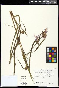 Tradescantia ohiensis image