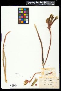 Anigozanthos manglesii image