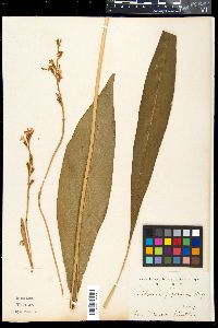 Alpinia japonica image