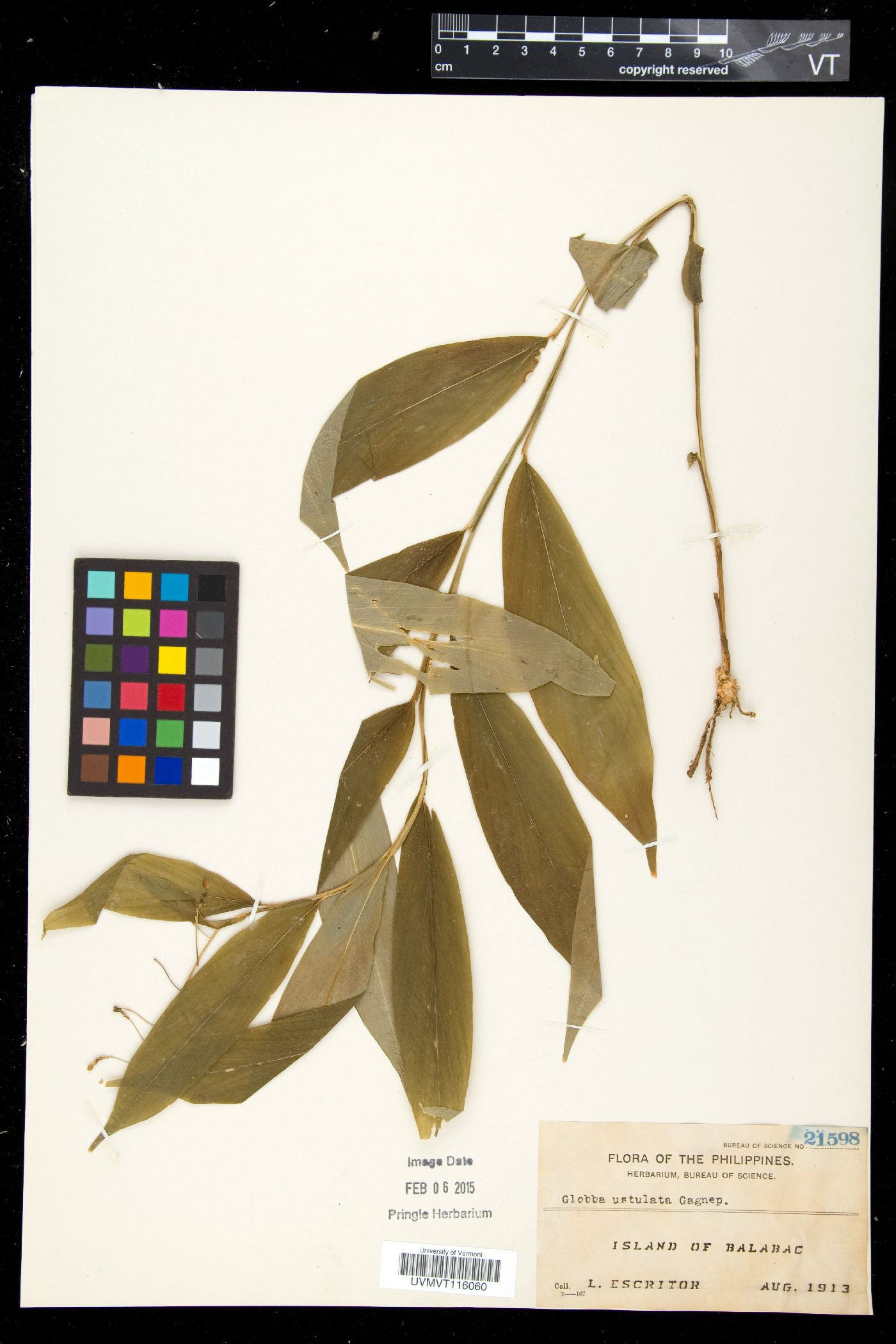 Globba ustulata image