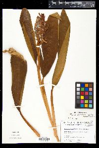 Renealmia jamaicensis var. puberula image