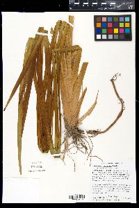 Sparganium eurycarpum image