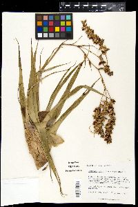 Catopsis floribunda image