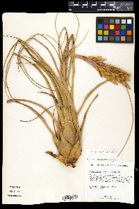 Tillandsia fasciculata image