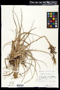 Tillandsia variabilis image