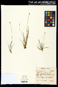 Xyris difformis var. curtissii image