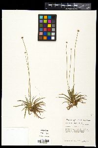 Eriocaulon compressum image