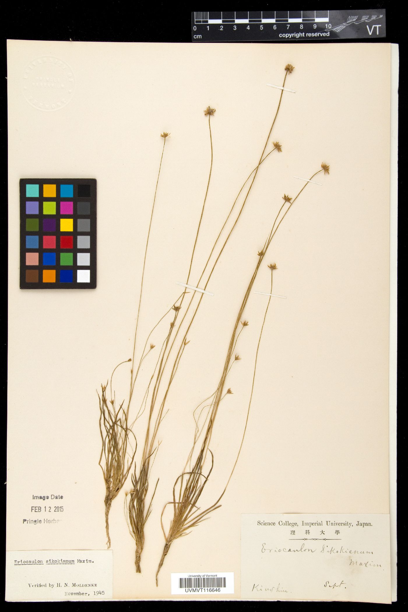 Eriocaulon miquelianum var. miquelianum image
