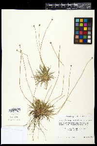 Lachnocaulon anceps image