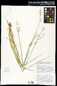 Juncus brachycephalus image