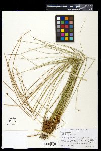 Juncus coriaceus image