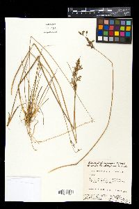 Juncus dichotomus image