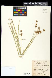 Juncus ensifolius image