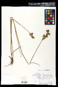 Juncus scirpoides image