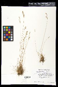 Juncus secundus image