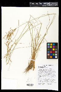 Juncus anthelatus image