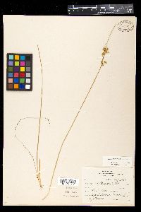 Juncus tenuis var. tenuis image