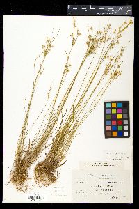 Juncus tenuis var. tenuis image