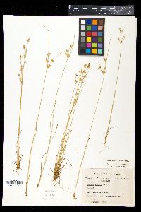 Juncus tenuis var. tenuis image