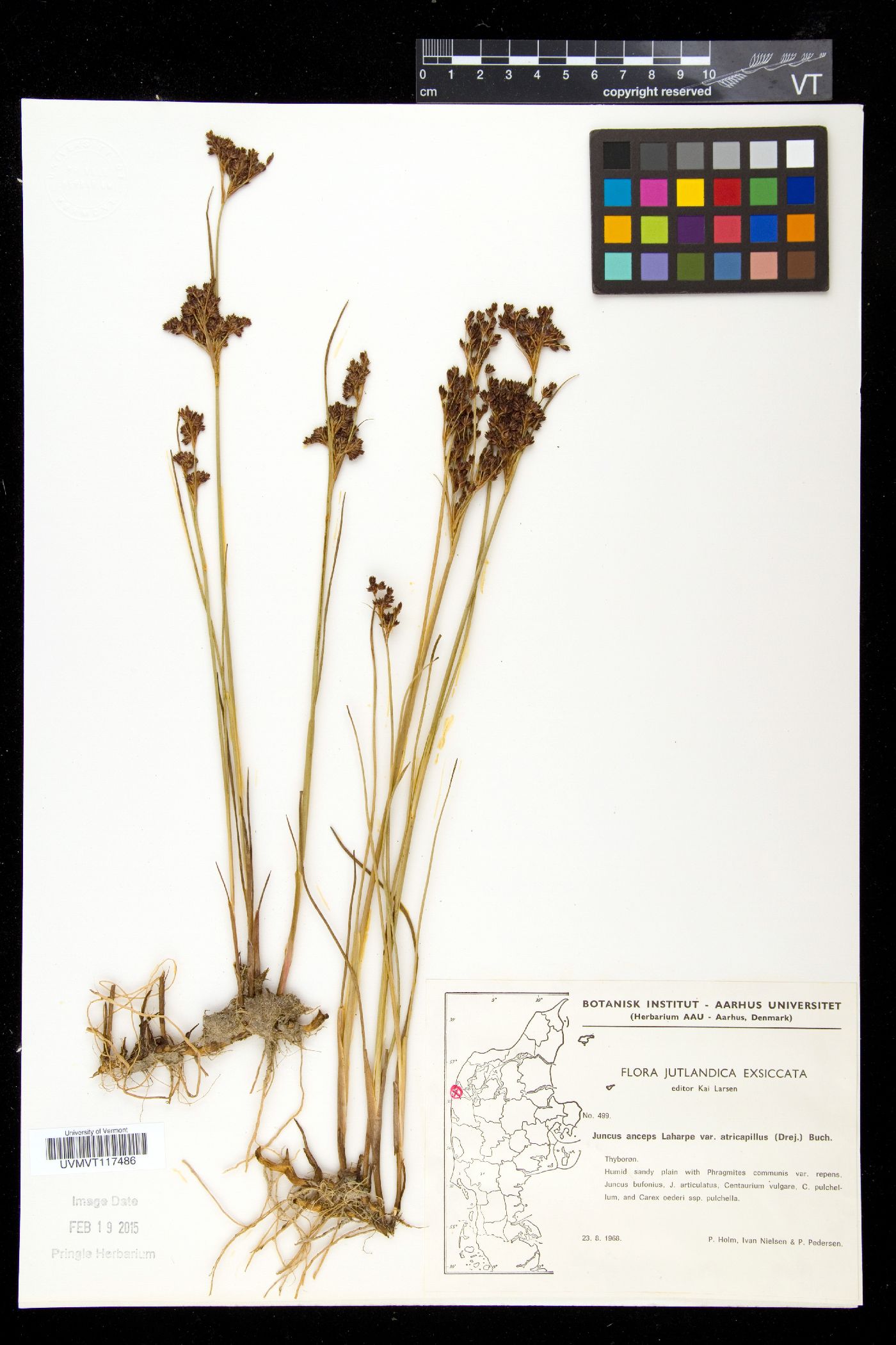 Juncus anceps image