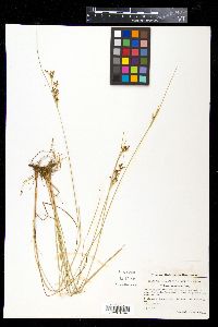 Juncus compressus image