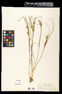 Juncus compressus image