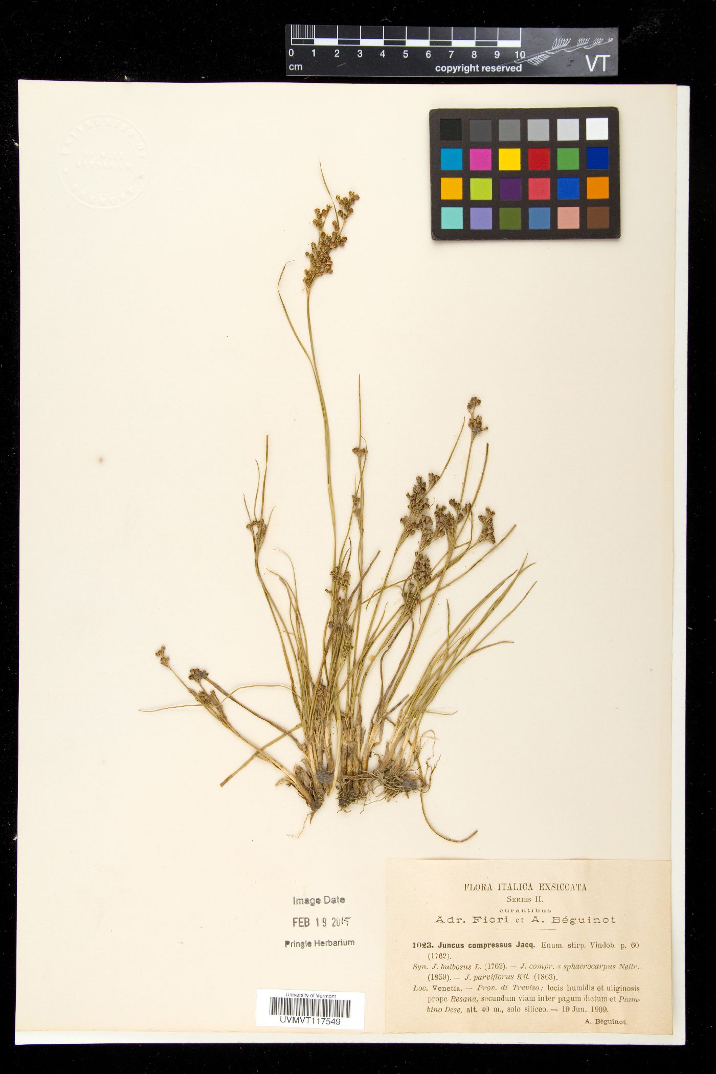 Juncus compressus image