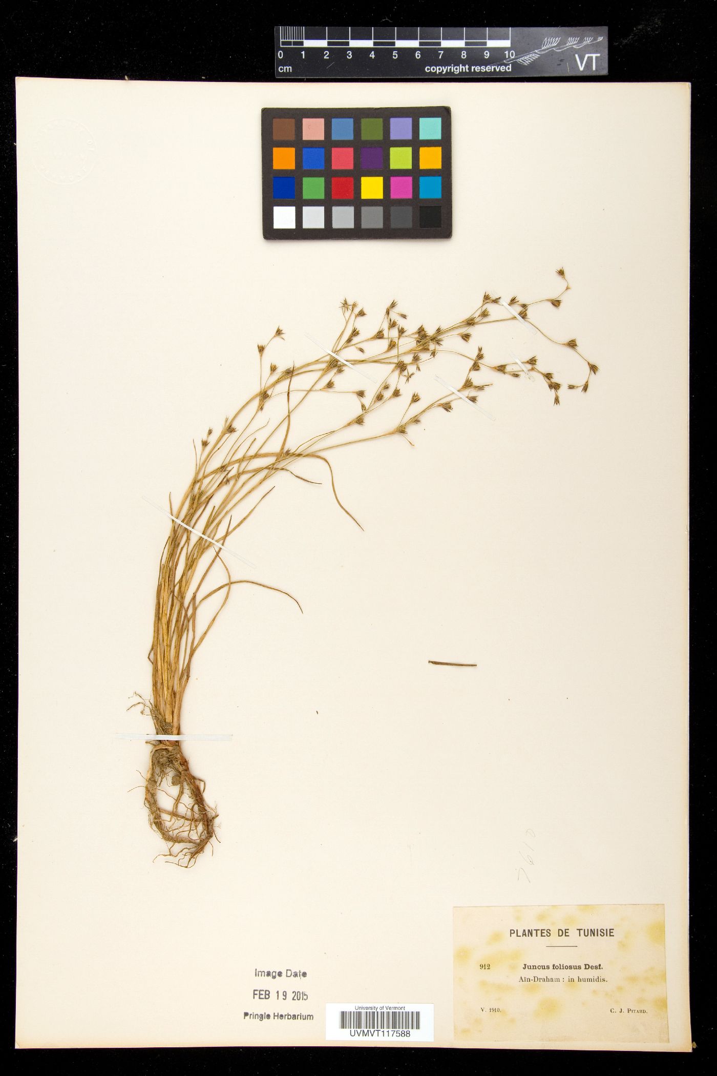 Juncus foliosus image