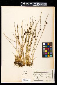 Juncus jacquinii image