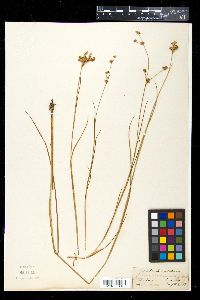 Juncus prismatocarpus subsp. leschenaultii image