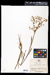 Juncus prismatocarpus subsp. leschenaultii image