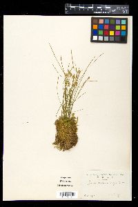 Juncus maximowiczii image