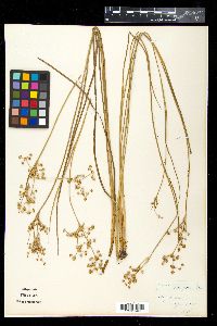 Juncus subnodulosus image