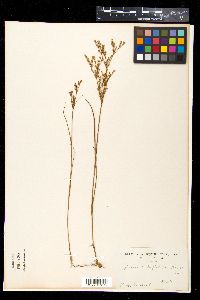 Juncus papillosus image