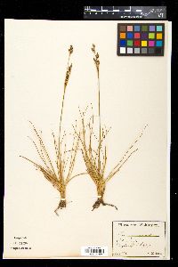 Juncus squarrosus image