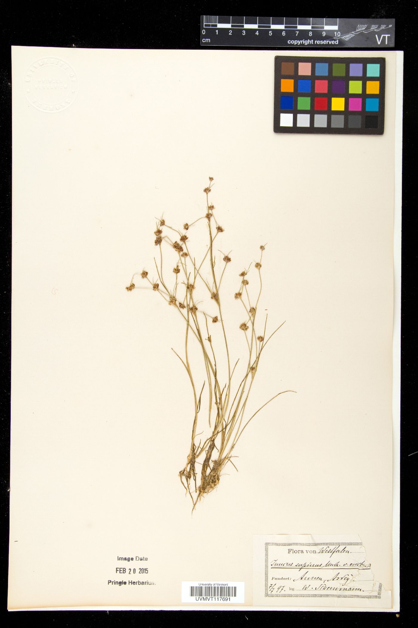 Juncus bulbosus image