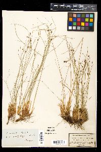 Juncus monanthos image