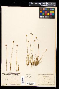 Juncus triglumis image