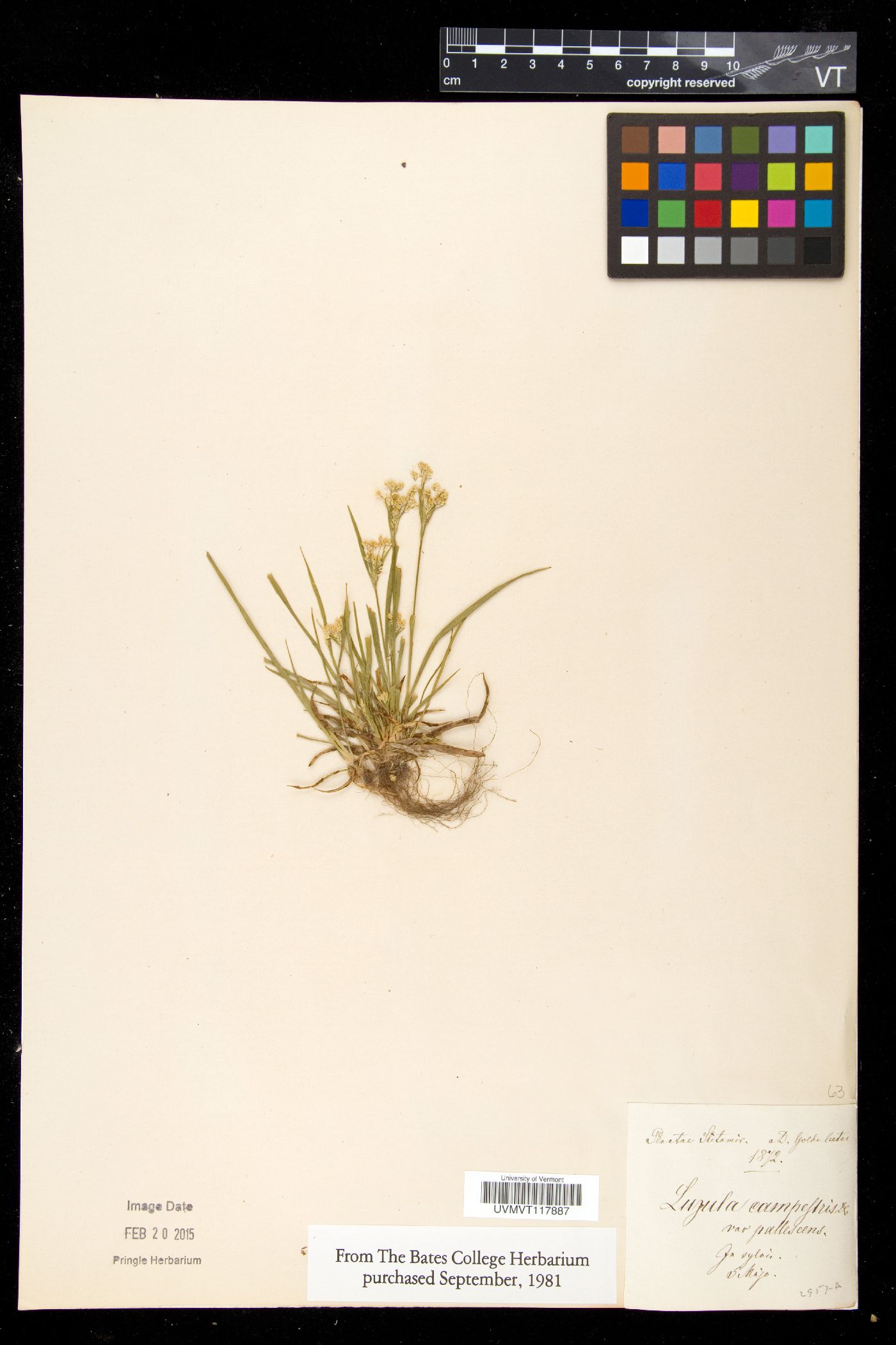 Luzula campestris var. pallescens image