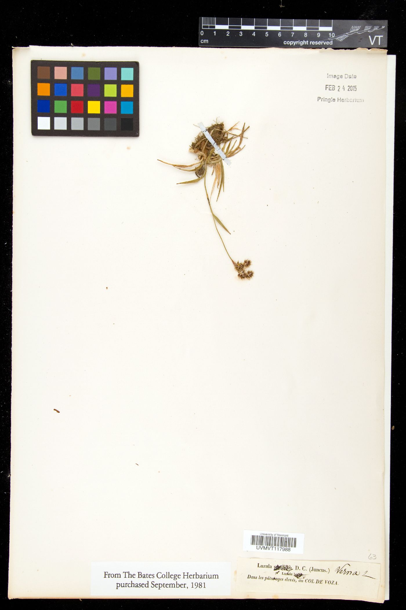 Luzula vernalis image